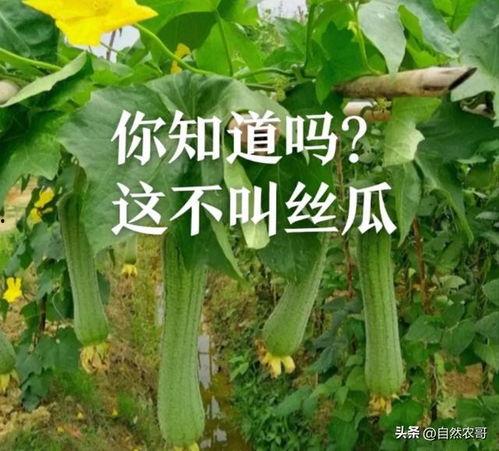 丝瓜种植视频,从播种到收获的实用教程
