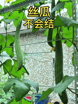 丝瓜种植视频,从播种到收获的实用教程