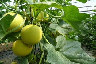 露地甜瓜种植技术视频,露地甜瓜种植技术要点解析