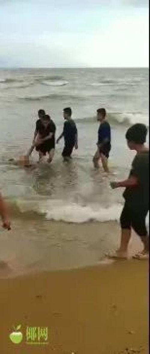 海南临高视频完整版,探寻古韵风情，感受椰岛魅力