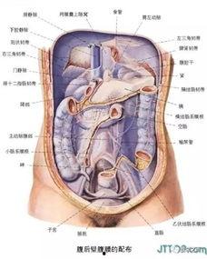 人体解剖视频,视频解析人体结构与功能