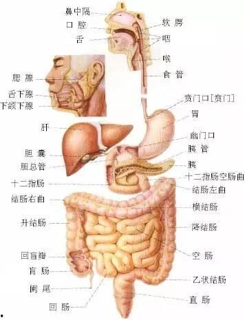 人体解剖视频,视频解析人体结构与功能
