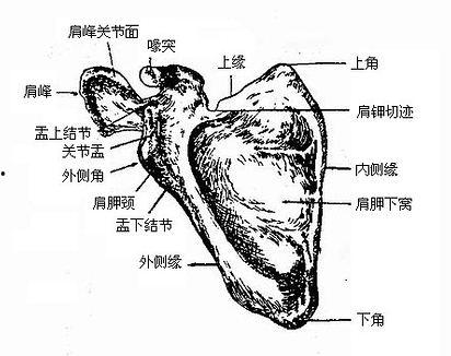 人体解剖视频,视频解析人体结构与功能