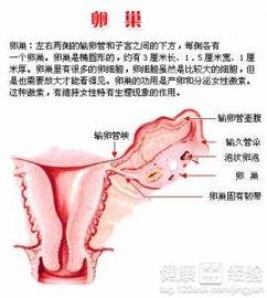 盆腔按摩手法视频,专业视频教程解析