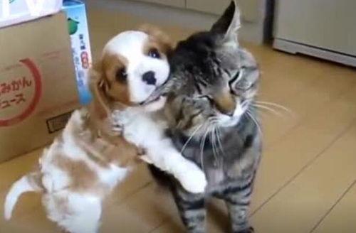 猫咪狗狗视频,猫咪狗狗视频集锦