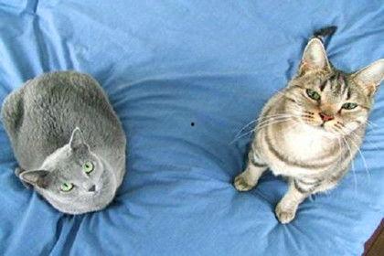 猫咪狗狗视频,猫咪狗狗视频集锦