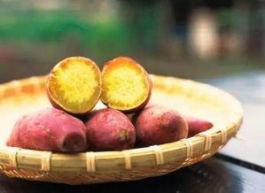 种红薯视频,从播种到收获的实用指南