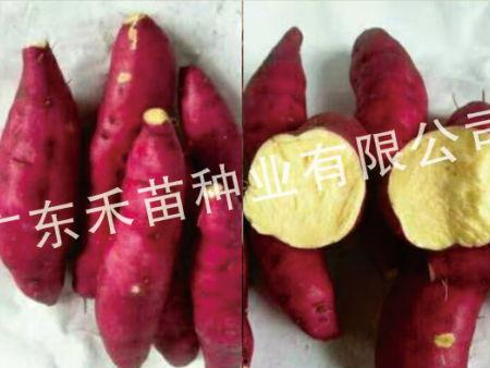 种红薯视频,从播种到收获的实用指南