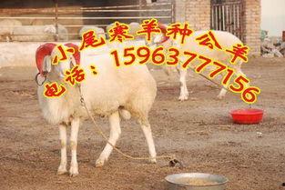 山羊养殖视频,从视频中学到的养殖秘诀