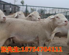 山羊养殖视频,从视频中学到的养殖秘诀