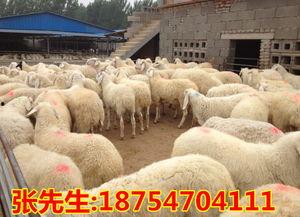 山羊养殖视频,从视频中学到的养殖秘诀