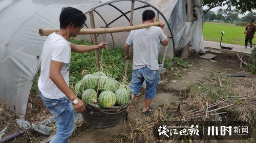 小瓜今日价格行情,今日行情一览