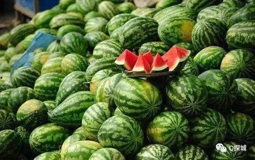 小瓜今日价格行情,今日行情一览