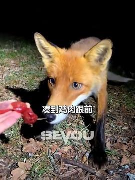狐狸 视频,揭秘森林中的神秘生灵