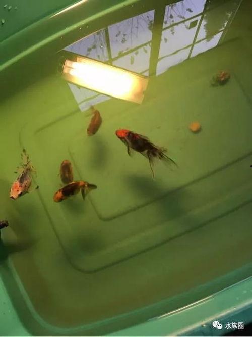 养金鱼视频,从入门到精通，视频教程带你轻松养出美丽金鱼