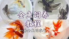 养金鱼视频,从入门到精通，视频教程带你轻松养出美丽金鱼