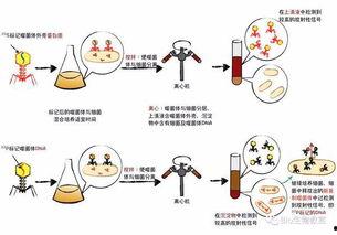 噬菌体侵染细菌实验视频,揭示病毒感染机制的关键步骤