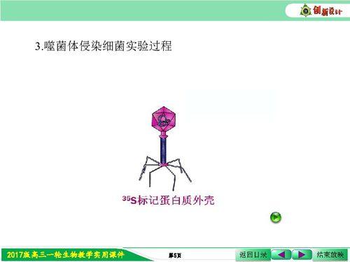 噬菌体侵染细菌实验视频,揭示病毒感染机制的关键步骤
