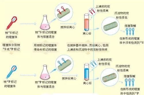 噬菌体侵染细菌实验视频,揭示病毒感染机制的关键步骤
