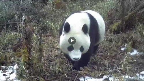 熊猫视频素材,温馨瞬间，治愈心灵