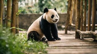 熊猫视频素材,温馨瞬间，治愈心灵