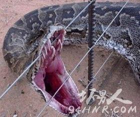 世界上最大的巨蟒视频,揭秘世界最大蟒蛇的震撼瞬间