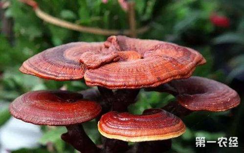 灵芝视频,视频揭秘神奇功效与养生之道