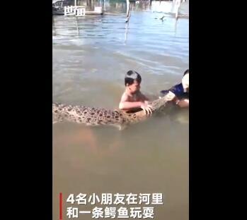 鳄鱼游泳视频,鳄鱼畅游水面的震撼瞬间