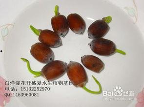 种藕视频,跟随视频探索种藕的奇妙之旅