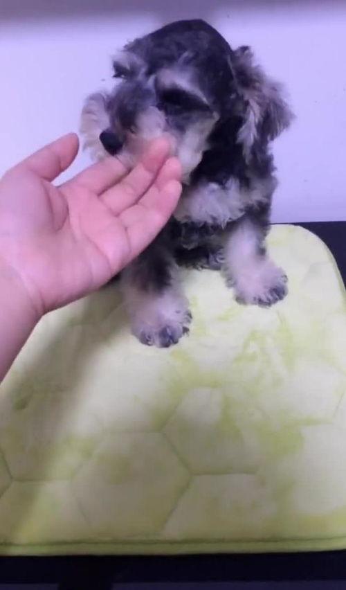 雪纳瑞视频,视频捕捉其可爱瞬间