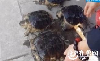 鳄龟视频,水中霸主的真实面貌