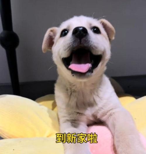 小狗狗小视频,小狗狗的欢乐时光