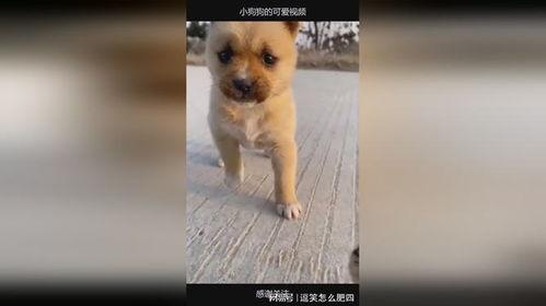 狗狗可爱视频,狗狗可爱视频集锦