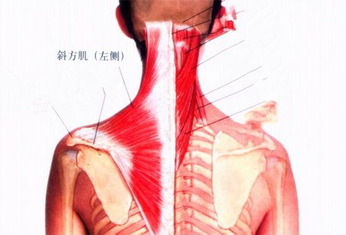 按摩手法颈椎视频,轻松缓解颈肩不适