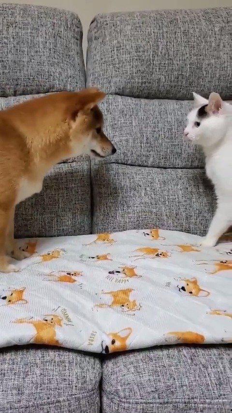 猫豆视频,揭秘猫咪生活的趣味瞬间