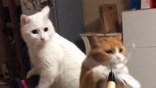 猫豆视频,揭秘猫咪生活的趣味瞬间