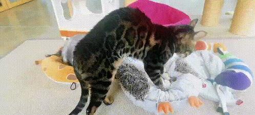猫豆视频,揭秘猫咪生活的趣味瞬间