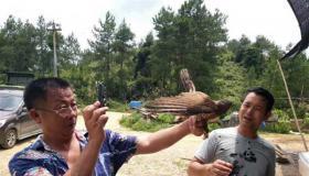 鹞子出猎视频,空中猎手的捕猎瞬间