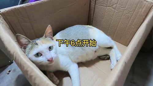 生小猫视频,小猫出生全过程视频回顾