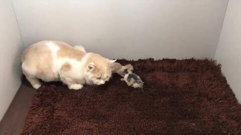 生小猫视频,小猫出生全过程视频回顾
