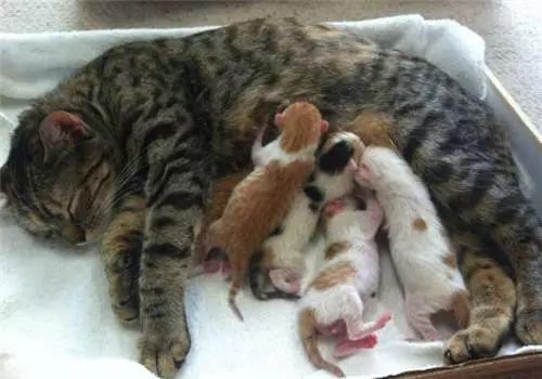 生小猫视频,小猫出生全过程视频回顾