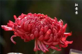 菊花的视频,探寻菊花之美