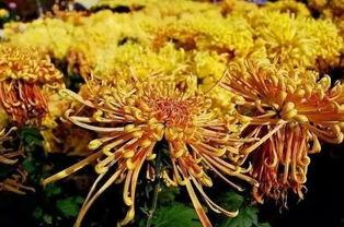 菊花的视频,探寻菊花之美