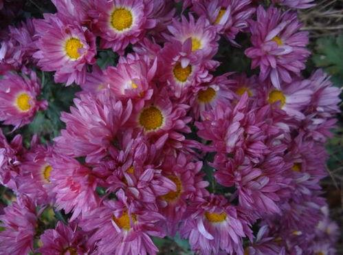 菊花的视频,探寻菊花之美