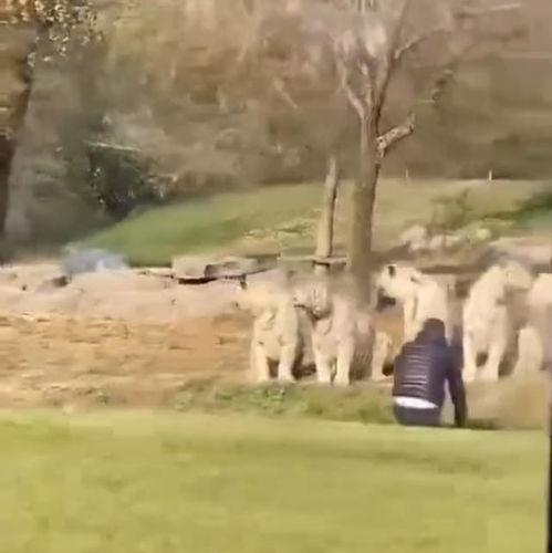 老虎吼叫视频,原始森林中的王者之声