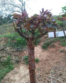 嫁接视频教程,跟随视频教程学园艺