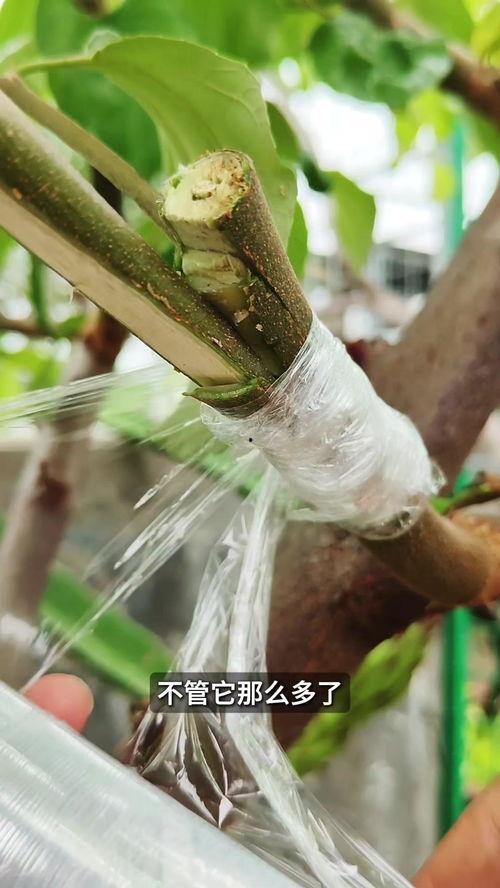 嫁接视频教程,跟随视频教程学园艺