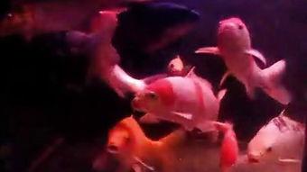 锦鲤视频,揭秘网络红人的魅力与影响力