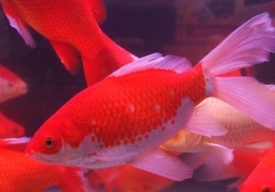 锦鲤视频,揭秘网络红人的魅力与影响力