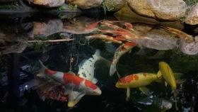 锦鲤视频,揭秘网络红人的魅力与影响力